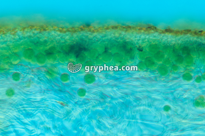 Lichen thalle CT x40 - gryphea.org